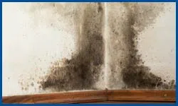 Dania Restoration Company Dania, FL 754-202-0148 Dania Restoration Company Dania, FL 754-202-0148 - mold-sidebar